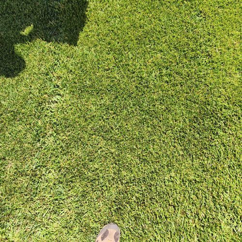 Семена газонной травы - Festuca arundinacea KARAKUM - SEED SERVICE s.r.o.