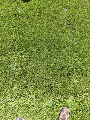 Семена газонной травы - Festuca Arundinacea Sitka - SEED SERVICE s.r.o.