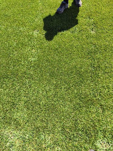 Семена газонной травы - Festuca arundinacea PICABU - SEED SERVICE s.r.o.