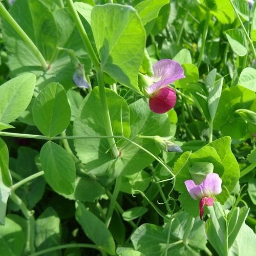 Кормовое семена масличных культур - ARKTA - SEED SERVICE s.r.o. - раннее / зимнее