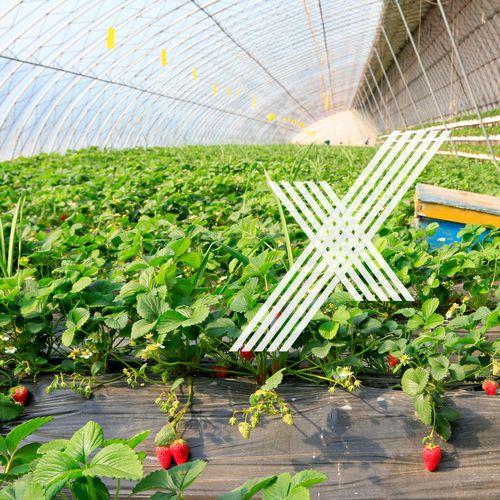 Затеняющая сетка - SOLUTION FOR BERRIES - COTEXA - для защиты от града / для культуры / для теплицы