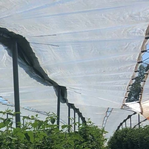 Защитный чехол для теплицы - GLAESERgrow - из ПЭНД / анти-УФ / устойчивый к атмосферным воздействиям