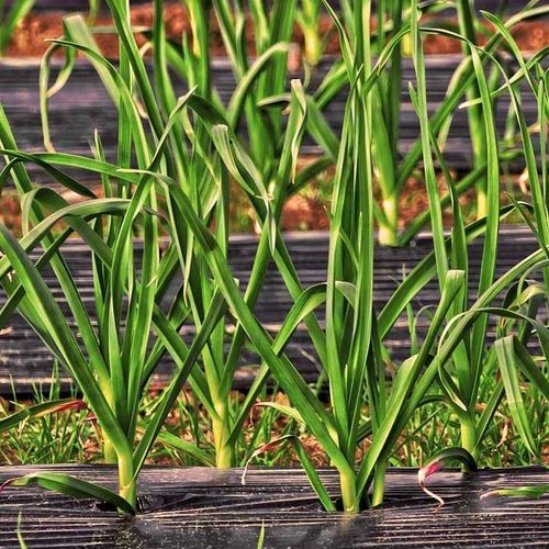 Пластиковая мульча анти-УФ - GLAESERgrow - из полипропилена / защита от УФ