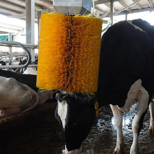 Щетка для домашнего скота - RBalduzzi S.r.l. Inox Farm Solutions - вращающаяся / для коров
