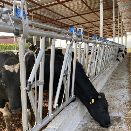 Кормовая решетка для крупного рогатого скота - YK-01 - TUGRA Çiftik Ekimanlari Tarim Hayv. San. ve Tic. Ltd. Sti. - самоблокирующаяся / с трубчатой структурой