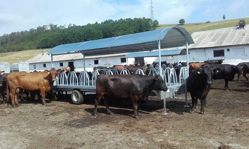 Стойка для крупного рогатого скота - EXTA41.6110 - AHI - FARM CAMARA - из нержавеющей стали / мультидоступ / на прицепе