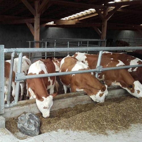 Кормовая решетка для крупного рогатого скота - FEELR 33000 - AHI - FARM CAMARA - самоблокирующаяся / регулируемая / с трубчатой структурой
