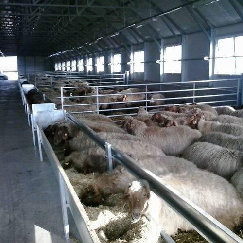Корыто для баранов - INDB13, 33000 - AHI - FARM CAMARA - из нержавеющей стали / мультидоступ / для внутреннего пространства