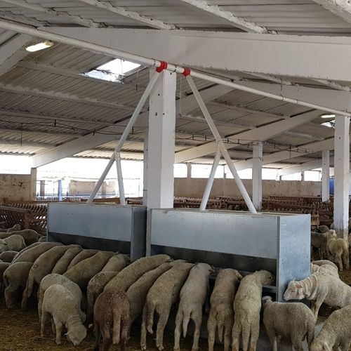 Загрузочная воронка для ягнят - FEEE21,CH2000 - AHI - FARM CAMARA - из нержавеющей стали / оцинкованная сталь / мультидоступ