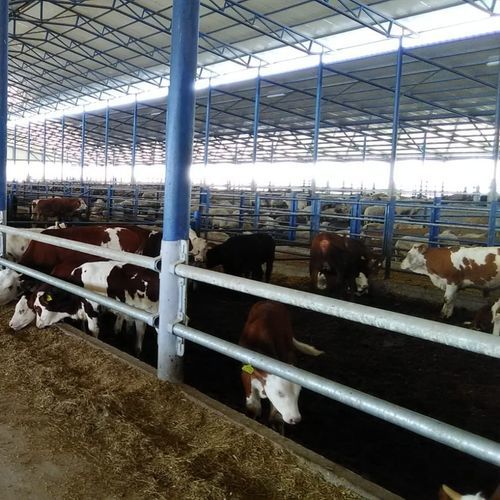 Кормовая решетка для крупного рогатого скота - FEELM 55000 - AHI - FARM CAMARA - самоблокирующаяся / регулируемая / с трубчатой структурой