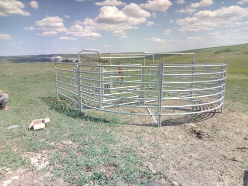 Станок для фиксации КРС для сортировки - SORA650 - AHI - FARM CAMARA - для крупного рогатого скота / прочный