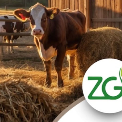 Кормовая добавка для животных - ZeoBedding - Green Zeolite Company - для крупного рогатого скота / для домашней птицы / сухая