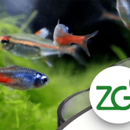 Пищевая присадка для рыбы - Zeofish - Green Zeolite Company - сухая