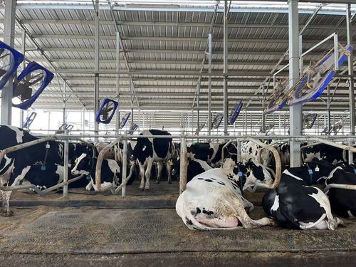 Мат для коров из каучука - Cow Waterbed - Nanjing Bonzer Rubber & Plastic Co., Ltd. - водный матрас / комфорт коров / стойло для молочного скота