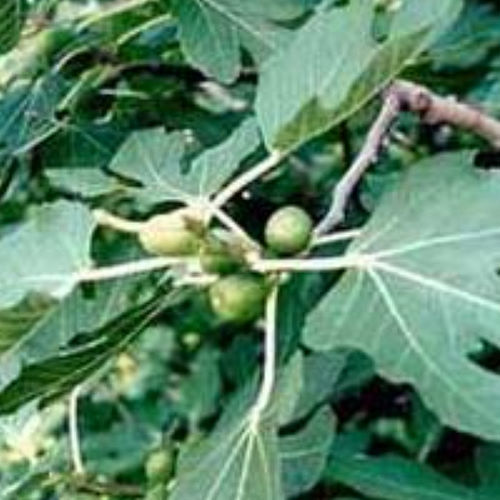 Фиговое дерево - FICUS CARICA - BOWECO VOF