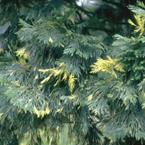 Смолистое дерево - AUREOVARIEGATA - BOWECO VOF