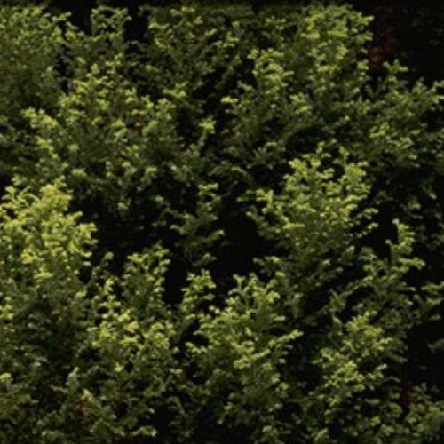 Смолистое дерево - PLUMOSA AUREA - BOWECO VOF