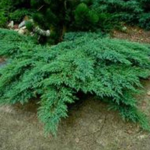 Кустарник - ROCKERY GEM - BOWECO VOF