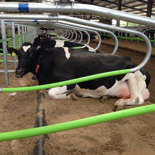 Стойло из пластика - Cowcoon series - Wilson Agri - гибкое / благополучие крупного рогатого скота / комфорт коров
