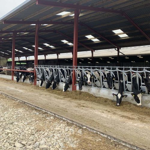 Кормовая решетка для крупного рогатого скота - Comfort  - Wilson Agri - самоблокирующаяся / регулируемая