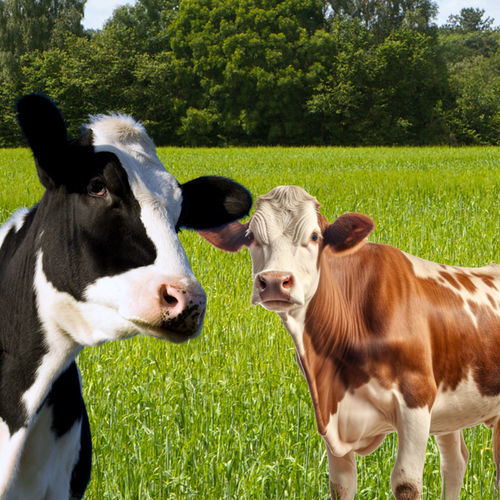 Кормовая добавка для животных - Rumen Aid - VitaTrace Nutrition Ltd - для крупного рогатого скота / витамины / жирных кислот
