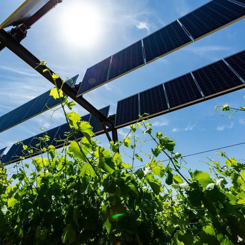 Агровольтаическая конструкция для винограда - Sun'Agri