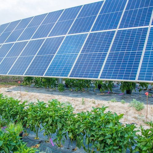 Агровольтаическая конструкция для домашнего скота - AgriSun  - SOLTEC - для культуры