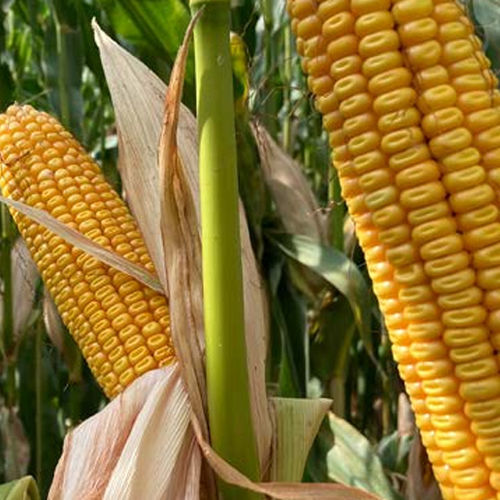 Семена кукурузы для силосования - BRV2015C - Brevant - гибридный