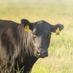 бирка для ушей для крупного рогатого скота