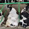 гибкое стойлоFlex StallCow-Welfare