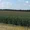 очень ранний семена кукурузыP7892DuPont Pioneer