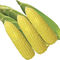 гибридный семена кукурузыSugar King F1eastwestseed