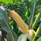 MAS 409HMas Seeds