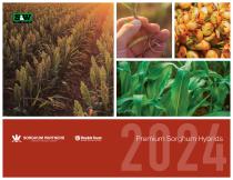 2024 Premium Sorghum Hybrids