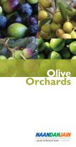 Olive Orchards