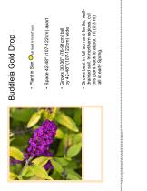 Buddleia Gold Drop