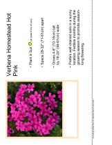 Verbena Homestead Hot Pink