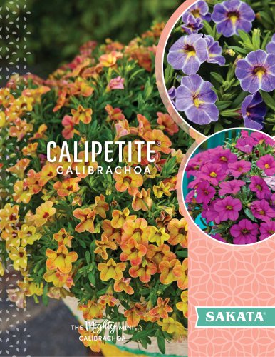 CALIPETITE® CALIBRACHOA