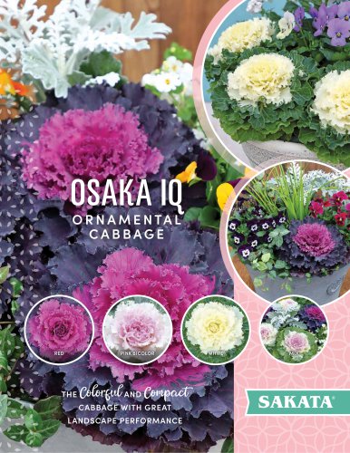 OSAKA IQ ORNAMENTAL CABBAGE