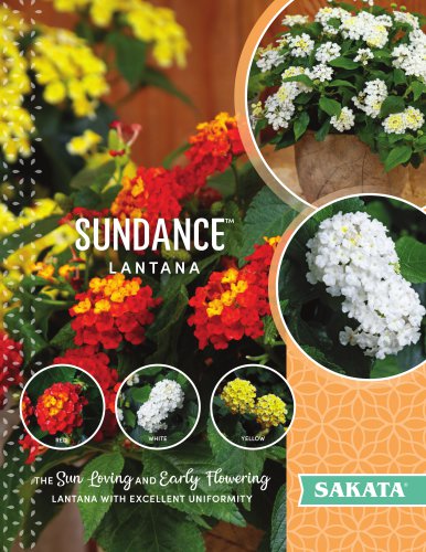 SUNDANCE™ LANTANA