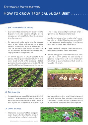 How to grow Tropical Sugar Beet