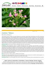Common Tobacco